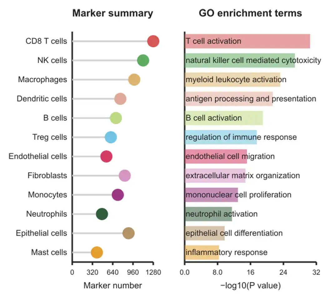 十二类肿瘤免疫细胞 Marker 数量棒棒糖与预计算 GO 富集条形组合图